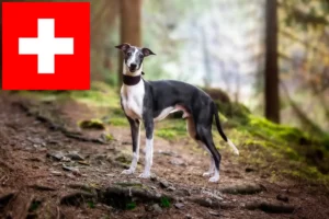 Read more about the article Whippetopdrættere og hvalpe i Schweiz
