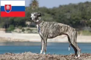 Read more about the article Whippet-opdrættere og hvalpe i Slovakiet