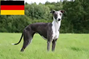 Read more about the article Whippet-opdrættere og hvalpe i Tyskland