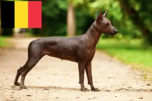 Read more about the article Xolo opdrættere og hvalpe i Belgien