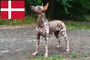 Read more about the article Xolo opdrættere og hvalpe i Danmark