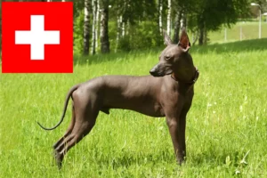 Read more about the article Xolo opdrættere og hvalpe i Schweiz