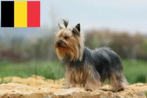 Read more about the article Yorkshire Terrier-opdrættere og hvalpe i Belgien