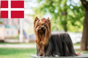 Read more about the article Yorkshire Terrier opdrættere og hvalpe i Danmark