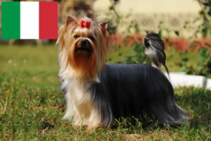 Read more about the article Yorkshire Terrier opdrættere og hvalpe i Italien