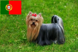 Read more about the article Yorkshire Terrier opdrættere og hvalpe i Portugal