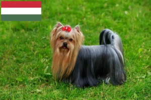 Read more about the article Yorkshire Terrier opdrættere og hvalpe i Ungarn