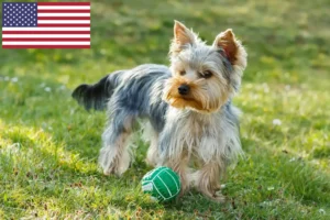 Read more about the article Yorkshire terrier opdrættere og hvalpe i USA