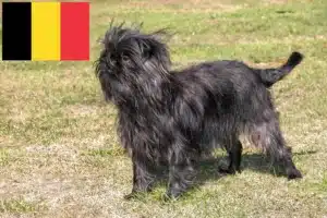 Read more about the article Affenpinscher-opdrættere og hvalpe i Belgien