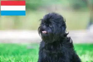 Read more about the article Affenpinscher-opdrættere og hvalpe i Luxembourg