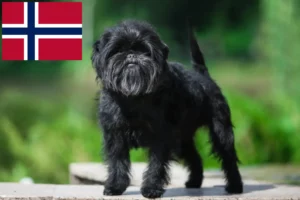 Read more about the article Affenpinscher-opdrættere og hvalpe i Norge