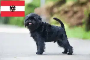 Read more about the article Affenpinscher-opdrættere og hvalpe i Østrig