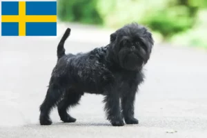 Read more about the article Affenpinscher-opdrættere og hvalpe i Sverige
