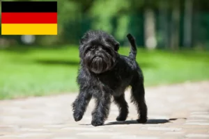 Read more about the article Affenpinscher-opdrættere og hvalpe i Tyskland