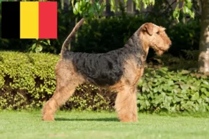 Read more about the article Airedale Terrier opdrættere og hvalpe i Belgien