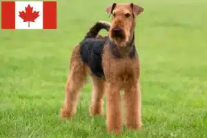 Read more about the article Airedale Terrier opdrættere og hvalpe i Canada