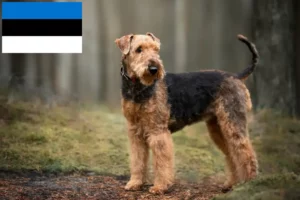 Read more about the article Airedale Terrier opdrættere og hvalpe i Estland