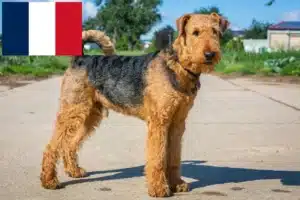 Read more about the article Airedale Terrier opdrættere og hvalpe i Frankrig