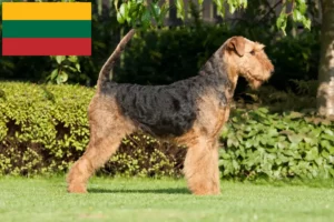Read more about the article Airedale Terrier opdrættere og hvalpe i Litauen