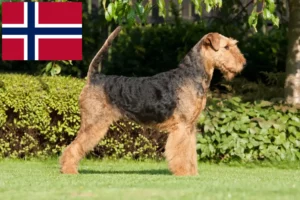 Read more about the article Airedale Terrier opdrættere og hvalpe i Norge