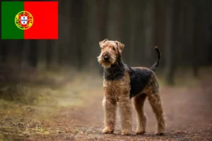 Read more about the article Airedale Terrier opdrættere og hvalpe i Portugal