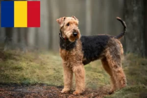 Read more about the article Airedale Terrier opdrættere og hvalpe i Rumænien