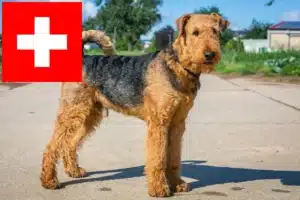 Read more about the article Airedale Terrier opdrættere og hvalpe i Schweiz