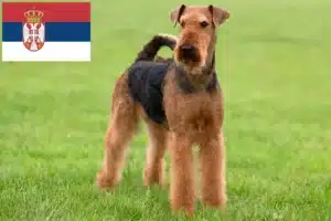 Read more about the article Airedale Terrier opdrættere og hvalpe i Serbien