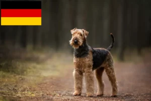 Read more about the article Airedale Terrier opdrættere og hvalpe i Tyskland