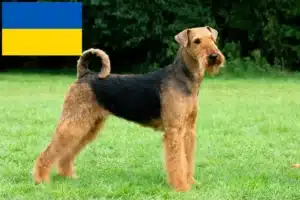 Read more about the article Airedale Terrier opdrættere og hvalpe i Ukraine