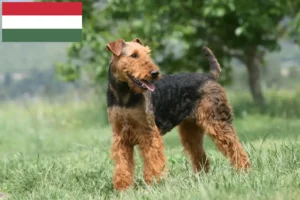 Read more about the article Airedale Terrier opdrættere og hvalpe i Ungarn