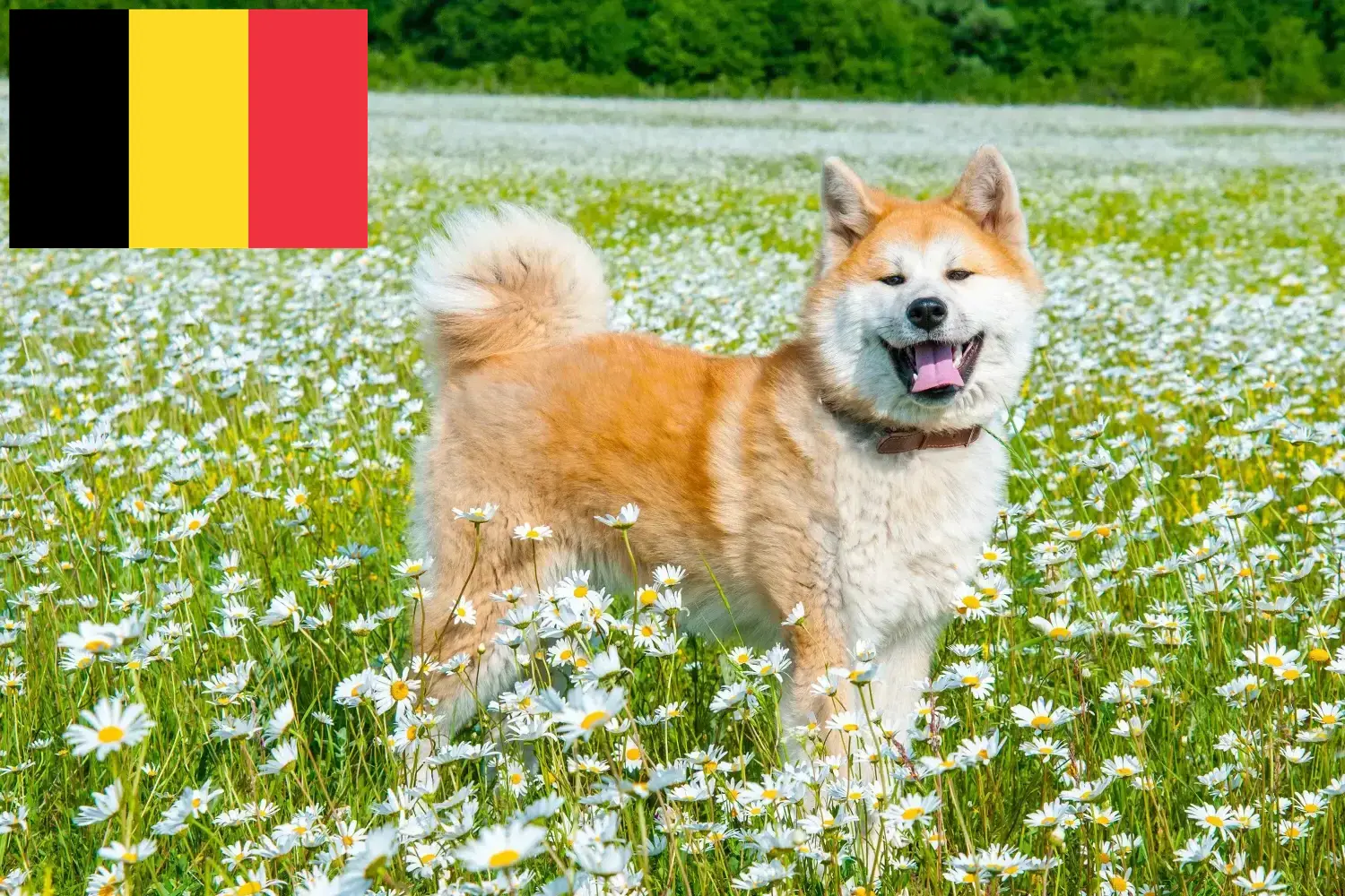 Akita-hvalpe og opdrættere Belgien Her kan du finde Akitas-opdrættere i Belgien.