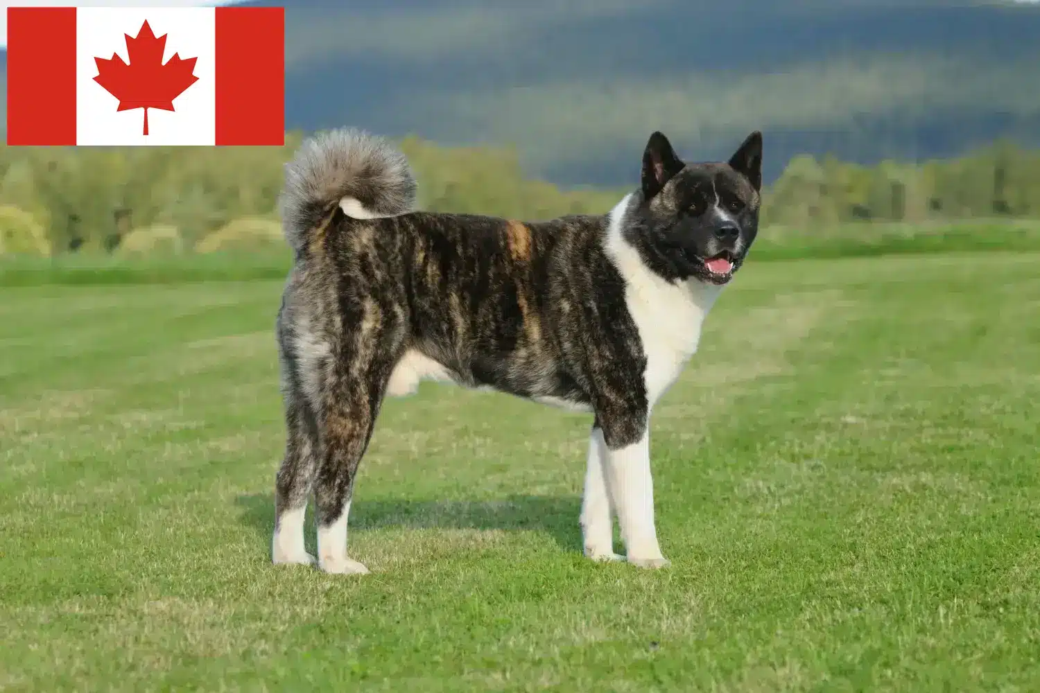 Akita-hvalpe og opdrættere Canada Find Akita-opdrættere i Canada her.