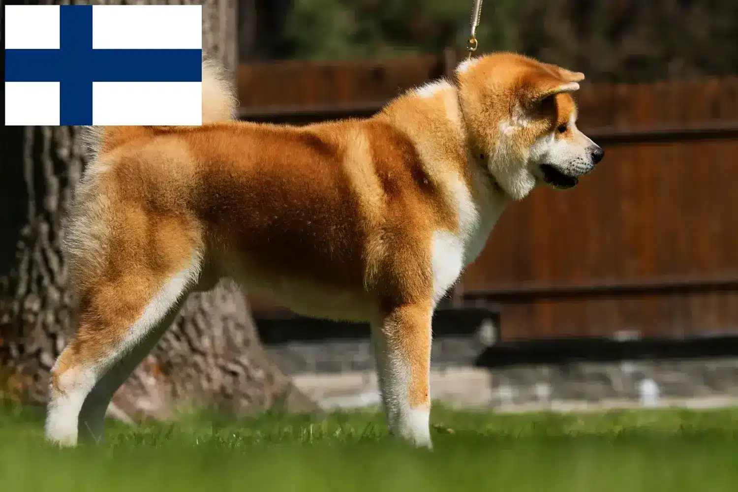 Akita-hvalpe og opdrættere Finland Find Akita-opdrættere i Finland her.