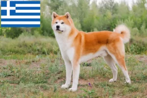 Read more about the article Akita-opdrættere og hvalpe i Grækenland