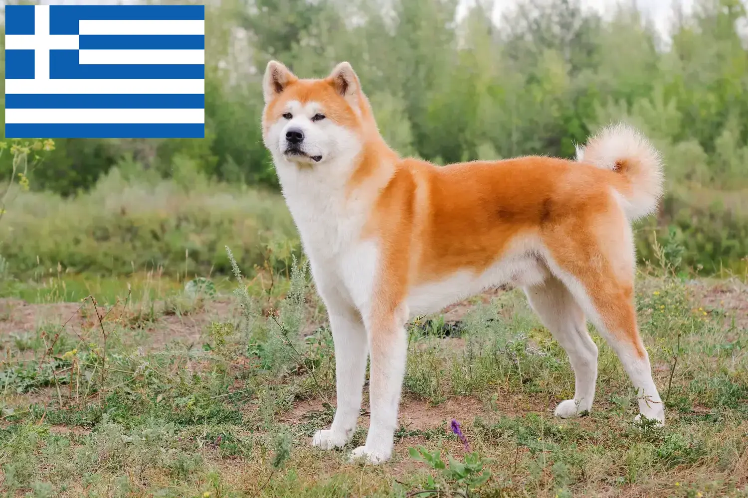 Akita-hvalpe og opdrættere Grækenland Her kan du finde Akitas-opdrættere i Grækenland.