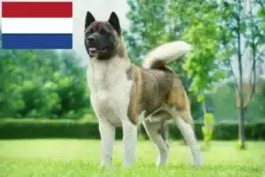 Read more about the article Akita-opdrættere og hvalpe i Holland