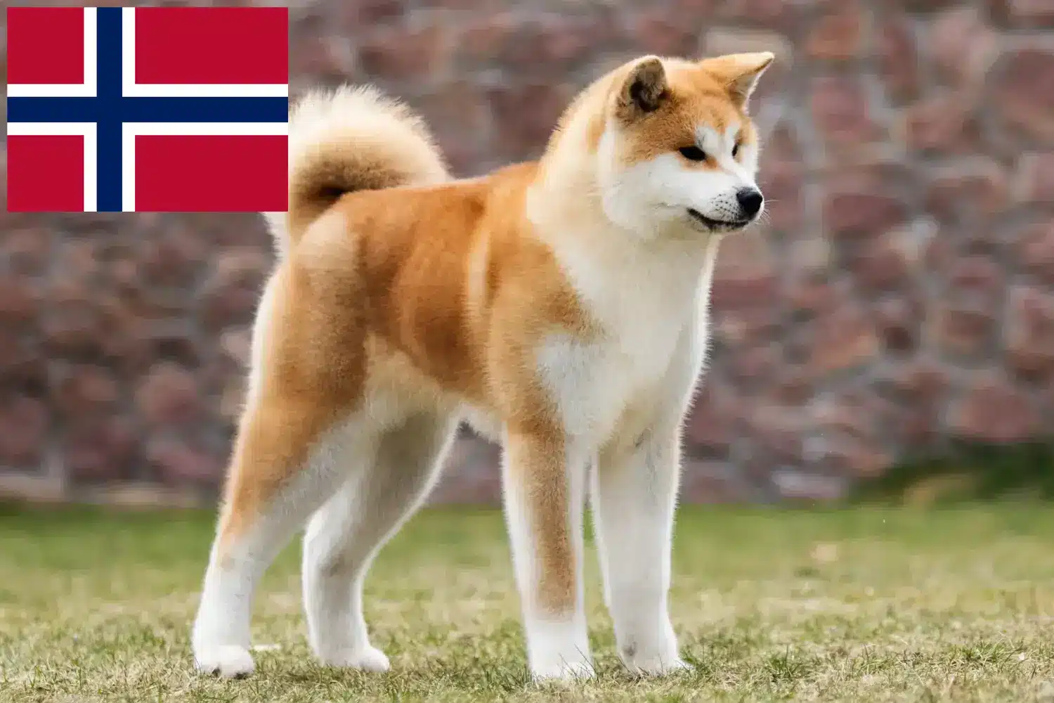 Akita-hvalpe og opdrættere Norge Her kan du finde Akita-opdrættere i Norge.