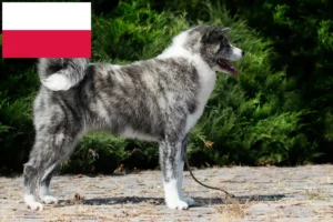 Read more about the article Akita-opdrættere og hvalpe i Polen