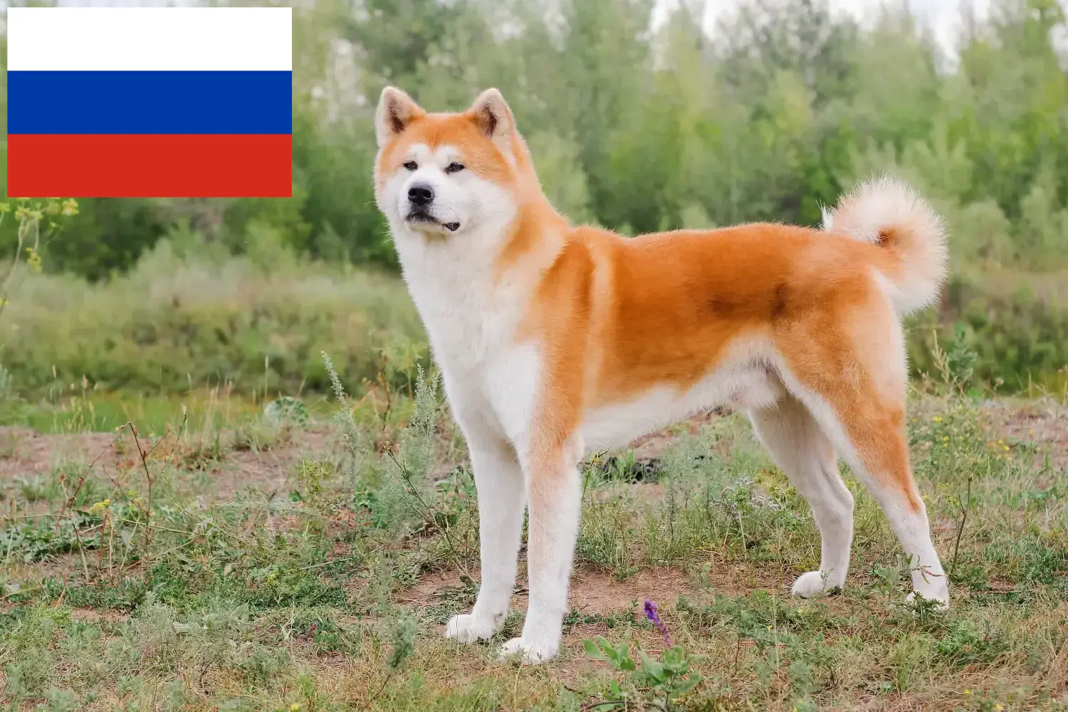 Akita-hvalpe og opdrættere Rusland Her kan du finde Akita-opdrættere i Rusland.