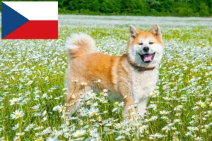Read more about the article Akita-opdrættere og hvalpe i Tjekkiet