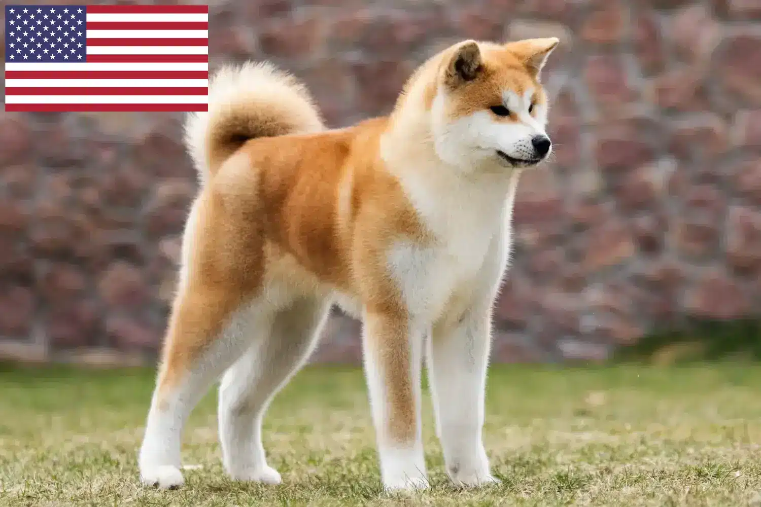 Akita-hvalpe og opdrættere USA Her kan du finde Akita-opdrættere i USA.