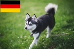 Read more about the article Alaskan Klee Kai opdrættere og hvalpe i Tyskland