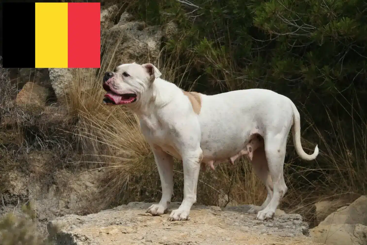 Amerikansk Bulldog hvalpe og opdrættere Belgien Find opdrættere af amerikanske bulldogs i Belgien.
