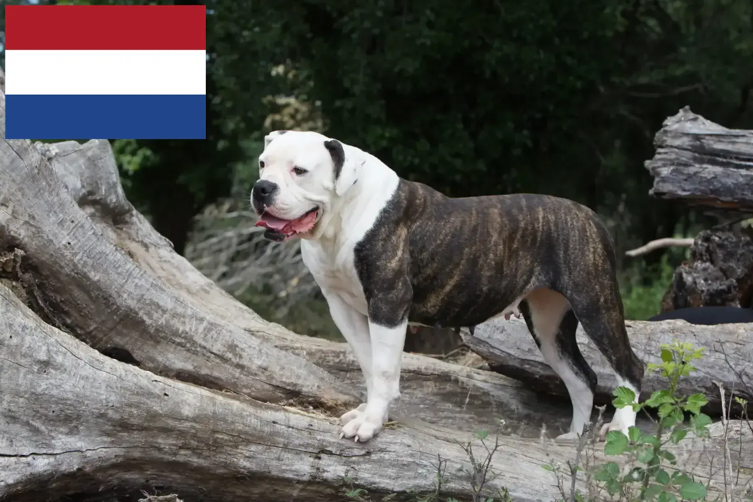 Amerikansk Bulldog hvalpe og opdrættere Holland Her kan du finde opdrættere af amerikanske bulldogs i Holland.