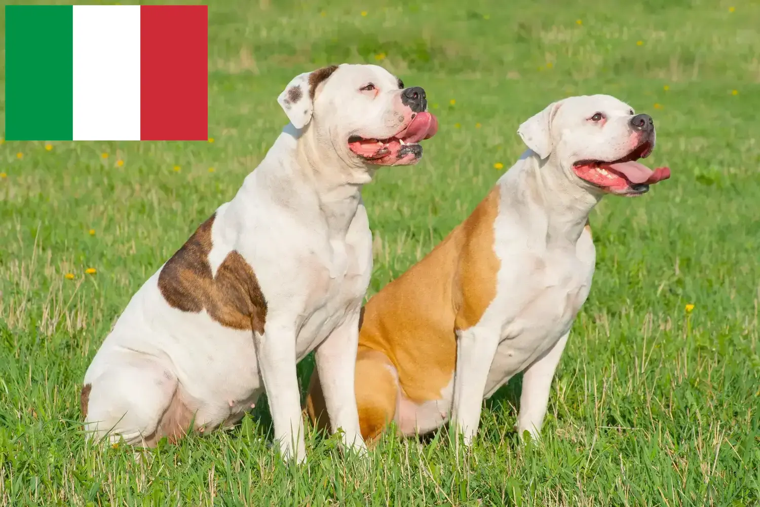 Amerikanske bulldoghvalpe og opdrættere Italien