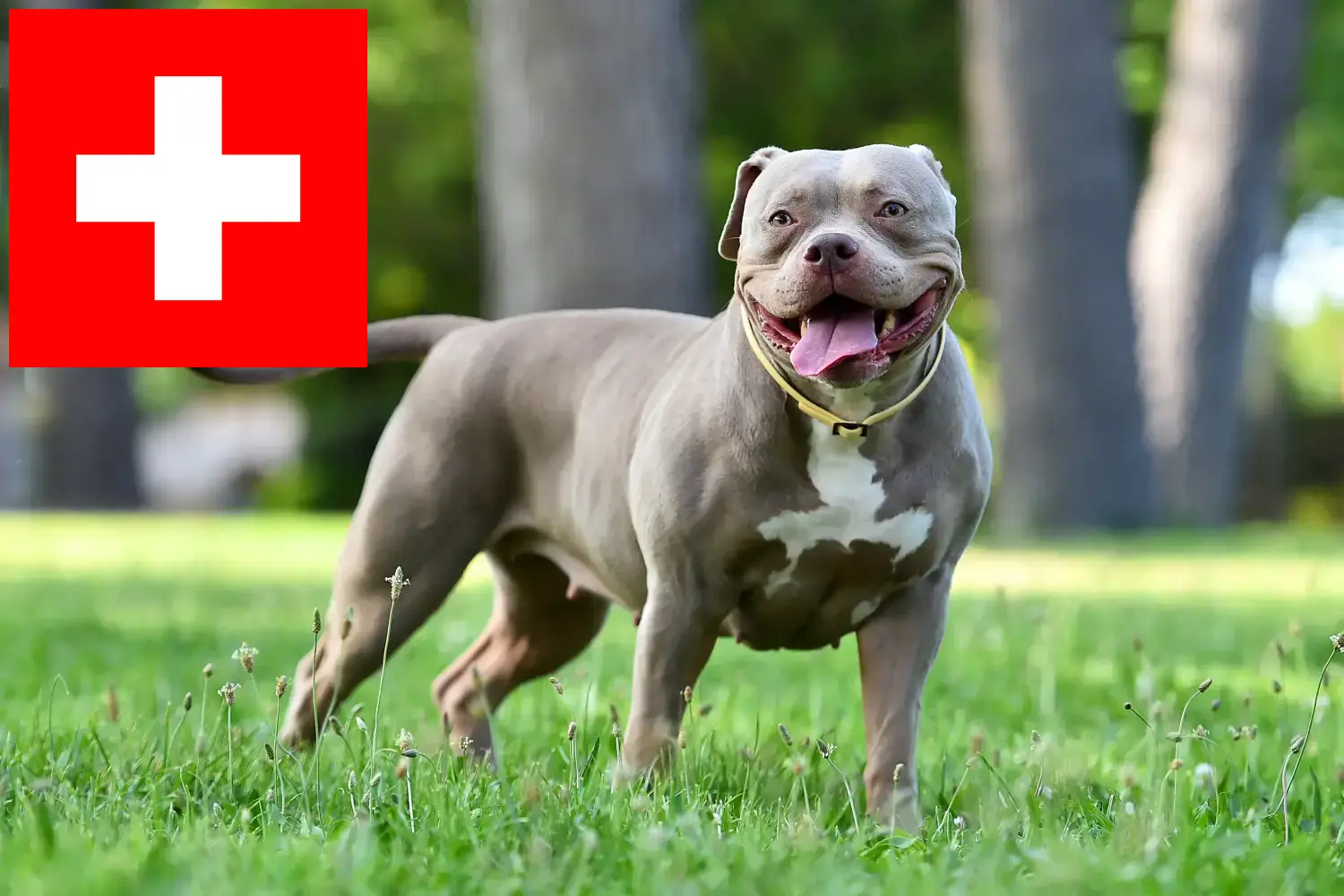 Amerikansk Bulldog hvalpe og opdrættere Schweiz Her kan du finde opdrættere af amerikanske bulldogs i Schweiz.