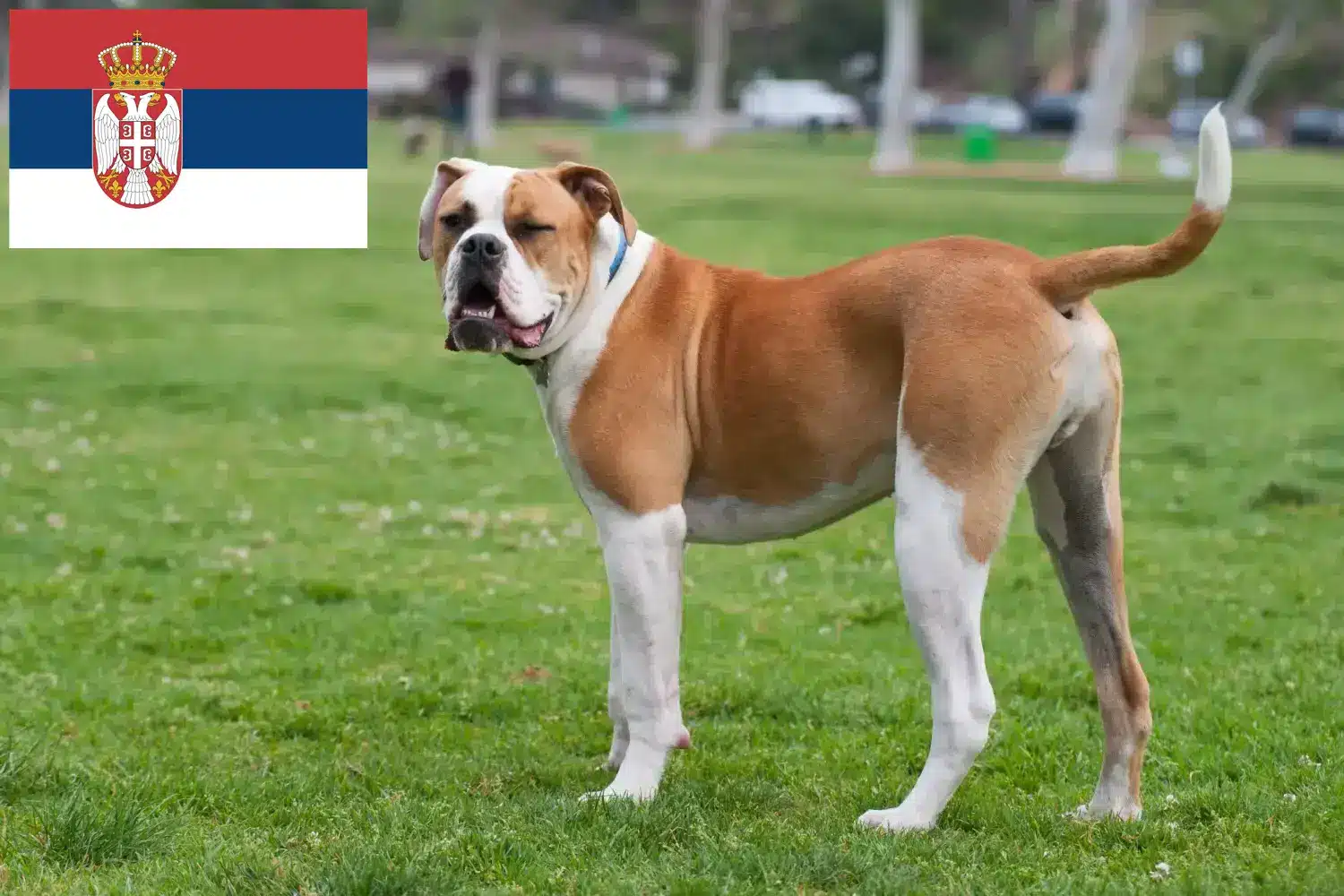 Amerikansk Bulldog hvalpe og opdrættere Serbien Find opdrættere af amerikanske bulldogs i Serbien.