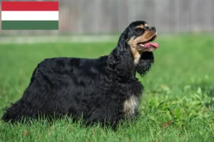 Read more about the article Amerikansk cocker spaniel opdrættere og hvalpe i Ungarn