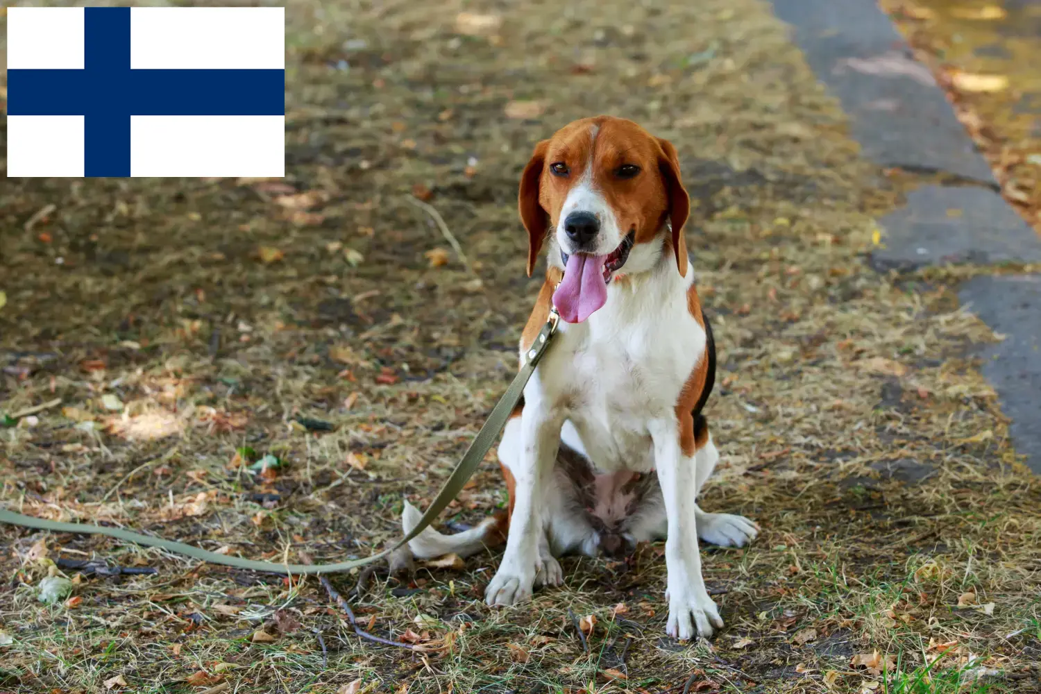 Read more about the article Amerikansk Foxhound opdrættere og hvalpe i Finland